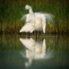 Volavka bila - Ardea alba - Great Egret 9652-Edit